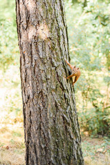 A red squirrel sits in a tree in the woods. The little inquisitive mammal looks through the lens.