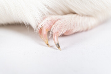 Long regrown guinea pig claws on a white background with space for text