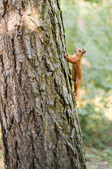 A red squirrel sits in a tree in the woods. The little inquisitive mammal looks through the lens.