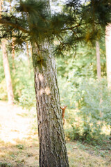 A red squirrel sits in a tree in the woods. The little inquisitive mammal looks through the lens.