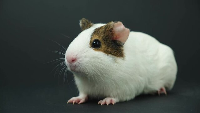 A small guinea pig sits on a black, winces and is afraid, moves its nose looking around.