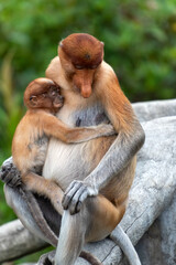 Proboscis Monkey (Nasalis larvatus) with infant baby in Sandakan