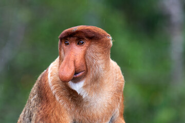Naklejka premium Portrait of Male Proboscis Monkey (Nasalis larvatus)