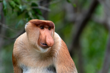 Portrait of Male Proboscis Monkey (Nasalis larvatus)