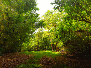 Fototapeta na wymiar Beautiful greens with trees in the Natural reserve from puerto rico humacao. Peacefull and lovely place