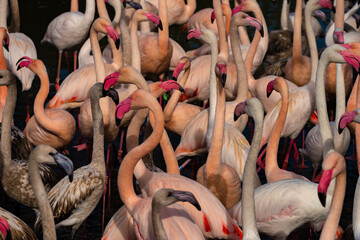 Color red pink gray flamingo bird in water pond in sunny autumn afternoon