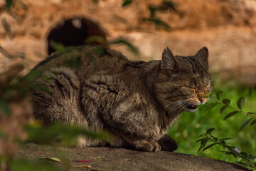 Wild cat lying on old wooden floor in autumn day