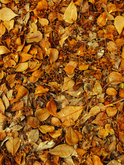 Autumm vibes leaf dropped background from the natural reserve in humacao puerto rico