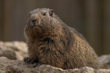 Marmot hairy animal on dry and sunny hot ground