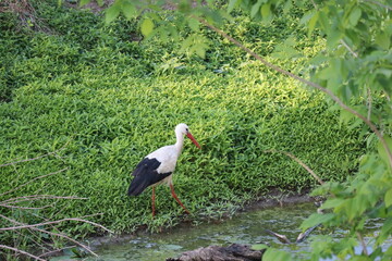 Stork on meadow near Marchegg castle, Austria