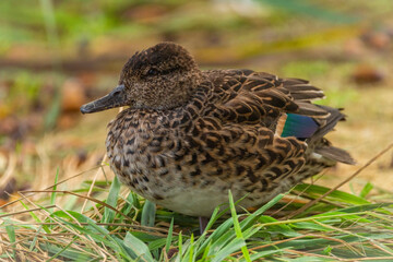 Color birds in autumn sunny fresh day near south Bohemia ponds