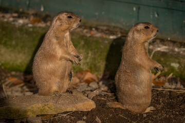 Cynomys hairy animal on dry sand ground in sunny evening