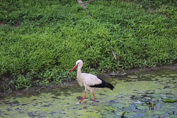 Stork on meadow near Marchegg castle, Austria