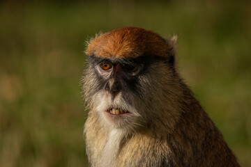 Cercopithecini hairy animal monkey on green grass in sunny evening