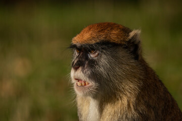 Cercopithecini hairy animal monkey on green grass in sunny evening