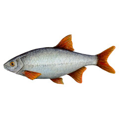 River fish called roach lives in almost all water bodies. Has a silver color with red fins and tail