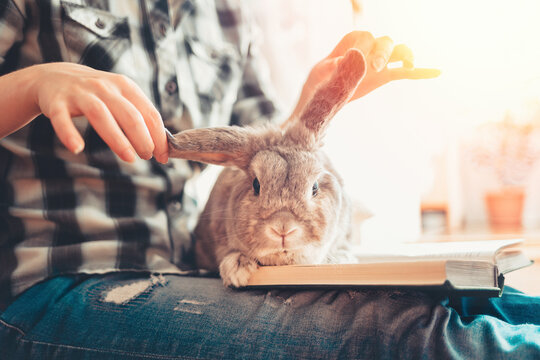Rabbit is sitting on a book, on his lap. A woman cheerfully lifted the rabbit's ears. Close-up portrait of a rabbit. Concept of education