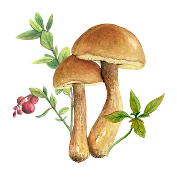 watercolor illustration of a boletus in its natural environment, in the background red lingonberries