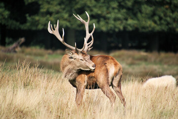 A view of a Red Deer in the Cheshire Countryside