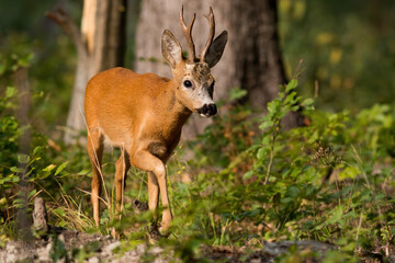Roe deer, capreolus capreolus, walking in green woodland in summertime light. Buck approaching in forest in summer. Brown mammal marching in wilderness.