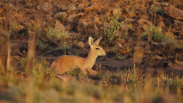 Female Steenbok lies quietly between green grass grown after recent fire, sniffs air and moves ears attentively