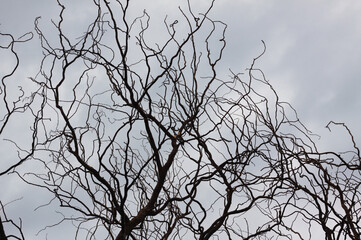 Closeup of black branches without leaves with blue sky on background