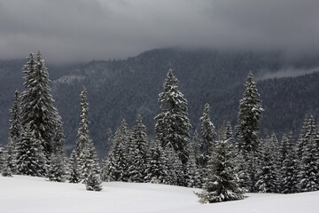 Dramatic winter landscape. View of a snow-covered forest, cloudy sky in mountains. Nature concept background.