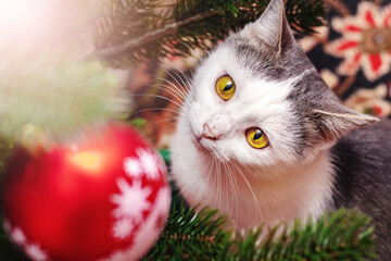A white spotted cat looks carefully at a toy on a Christmas tree
