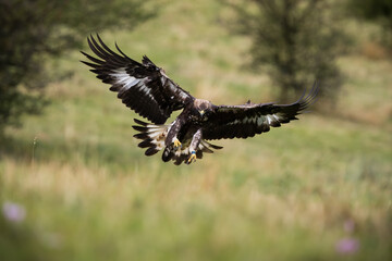 Golden eagle, aquila chrysaetos, landing with open wings on a meadow in autumn. Massive bird of prey flying low above ground in nature. Animal wildlife moving fast.
