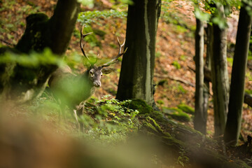 Red deer, cervus elaphus, stag peeking from behind branches in autumn forest with copy space. Wild animal with brown fur and antlers looking around in natural environment.