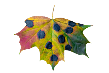 autum maple leave with tar spot , color gradient.  Rhytisma acerinum. Maple Tar Spot is caused by one or more species of the fungus Rhytisma