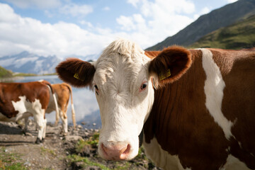 Cow on the Alpine meadow. Jungfrau region, Switzerland
