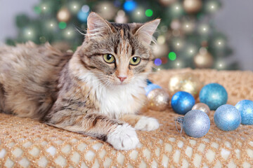 Cute Cat near the New Year tree with decoration. Cat sits on the background of Christmas lights. Kitten is looking at the camera. Merry Christmas. Pets. Shiny stars.  Kitten with Green Eyes close-up. 