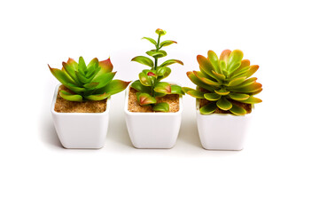 Green house plants in a row in white pots isolated