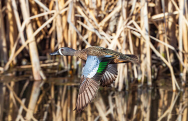 A Blue Winged Teal flying through a Wetland corridor with colorful wing feathers. Viewed at close...