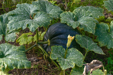 Big pumpkin fruit of dark green color on garden bed.