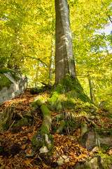 Trail camera placed among tree roots just above ground covered by green moss. Vertical composition of game cam for wildlife research with copy space.