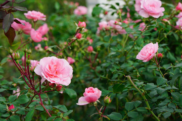 pink bush roses in the park in summer