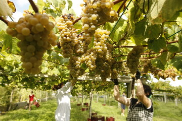 A woman collects white grapes to make Albariño wine. Bunches of albariño grapes