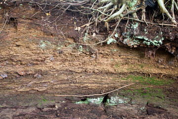 The peat wall has grown slowly over thousands of years, about one millimeter a year, and allows a...