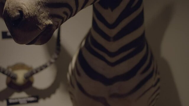 This close up video shows exotic zebra taxidermy mounted on a collector's wall.