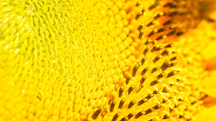 Tight Focus on Sunflower Head