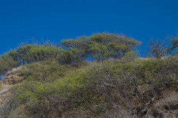 Green and Gray Trees on a Mountain Side with Blue Sky Above.