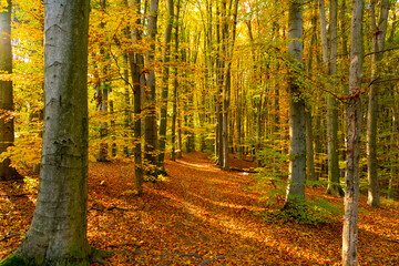 nature of yellow autumn forest. forest nature in autumn season. seasonal nature in autumn forest