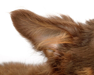 the ear of that terrier close-up on a white background