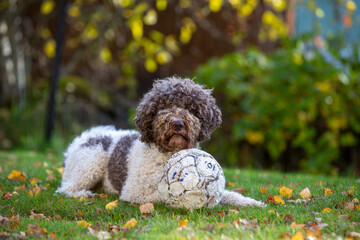 Dog with a football outdoors on green grass. Autumn day outdoors. The dog breed is lagotto romagnolo