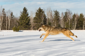 Fototapeta na wymiar Grey Wolf (Canis lupus) Runs Full Out Left in Snowy Field Winter