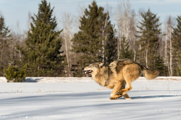 Grey Wolf (Canis lupus) Races Left in Snowy Field Winter