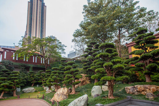 Amazing topiary podocarp bigleaf trees and pagoda building on the right and skyscraper on the left in Nan Lian  in Hong Kong