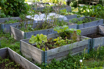 Plants in pallet collars in a colony garden.